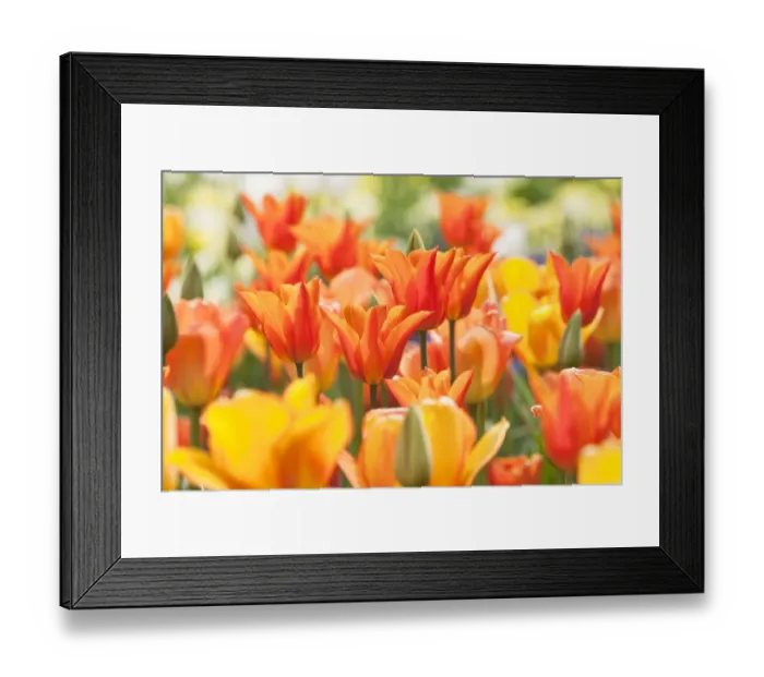Framed Print : Tulips (Tulipa) Synaeda Orange, cultivated, Schwerin, Germany Framed Print : Tulips (Tulipa) Synaeda Orange, cultivated, Schwerin, Germany
