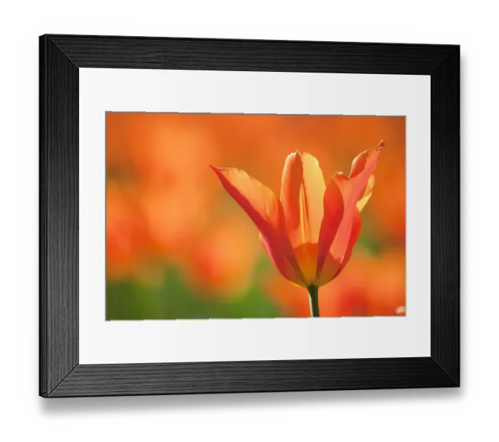Framed Print : Tulips (Tulipa), Synaeda Orange, cultivated, Schwerin, Germany Framed Print : Tulips (Tulipa), Synaeda Orange, cultivated, Schwerin, Germany