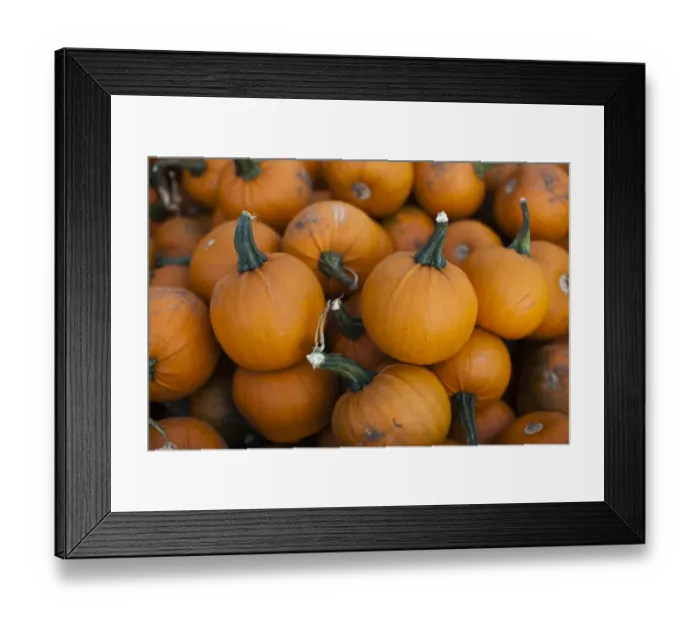 Framed Print : Baby bell pumpkins (Cucurbita maxima) close up shot, UK Framed Print : Baby bell pumpkins (Cucurbita maxima) close up shot, UK
