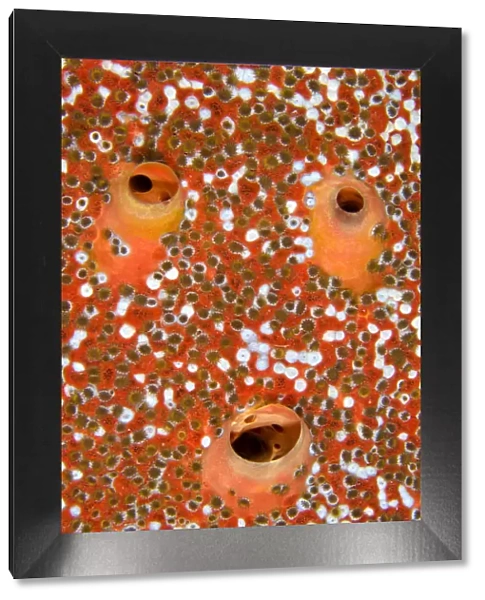 Red boring sponge (Cliona delitrix) three excurrent apertures covered in Sponge zoanthids