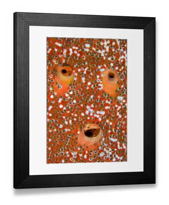 Framed Print : Red boring sponge (Cliona delitrix) three excurrent apertures covered in Sponge zoanthids