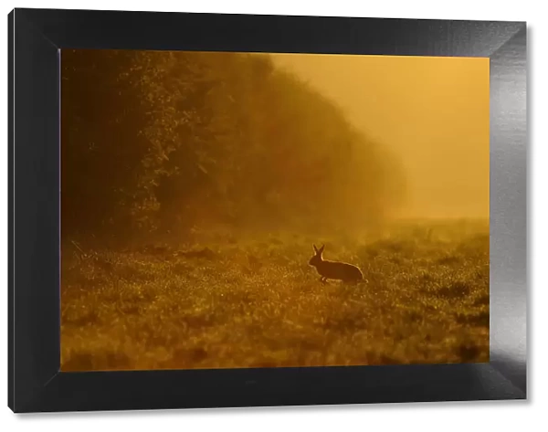 European hare (Lepus europaeus) running across game cover on edge of large arable field at dawn