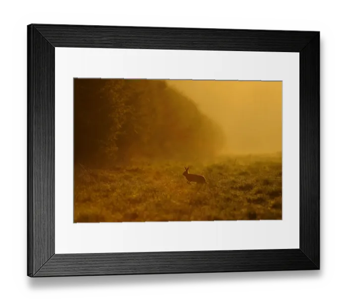 Framed Print : European hare (Lepus europaeus) running across game cover on edge of large arable field at dawn