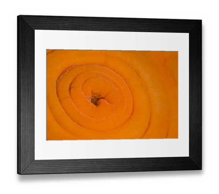 Framed Print : Detail of Plumose anemone (Metridium senile) in its retracted state at slack water Framed Print : Detail of Plumose anemone (Metridium senile) in its retracted state at slack water
