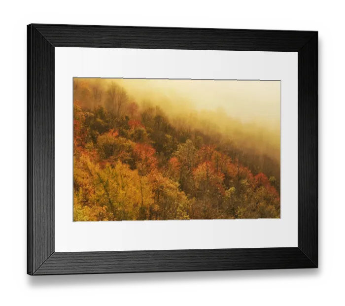 Framed Print : A misty morning view over a mixed woodland in autumn, Kinnoull Hill Woodland Park Framed Print : A misty morning view over a mixed woodland in autumn, Kinnoull Hill Woodland Park