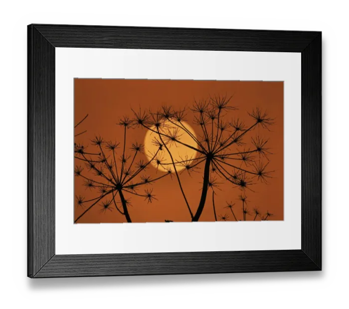 Framed Print : Hedge Parsley seed head (Torilis japonica) silhouetted at sunset, Norfolk, UK, November Framed Print : Hedge Parsley seed head (Torilis japonica) silhouetted at sunset, Norfolk, UK, November