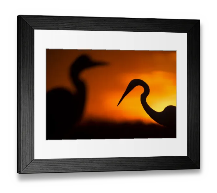 Framed Print : Great white egret (Ardea alba) silhouetted at sunset, Lake Csaj, Pusztaszer, Hungary, February Framed Print : Great white egret (Ardea alba) silhouetted at sunset, Lake Csaj, Pusztaszer, Hungary, February
