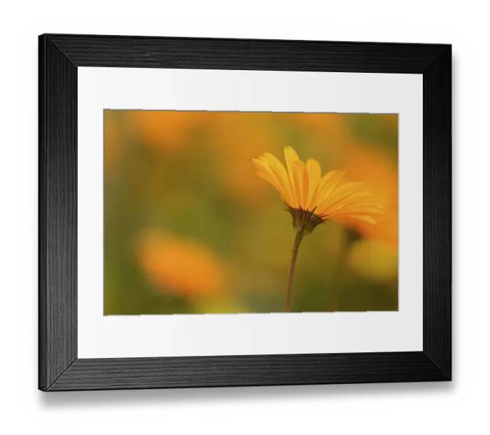 Framed Print : Parachute daisies (Ursinia anthemoides) Little Karoo, Western Cape, South Africa Framed Print : Parachute daisies (Ursinia anthemoides) Little Karoo, Western Cape, South Africa