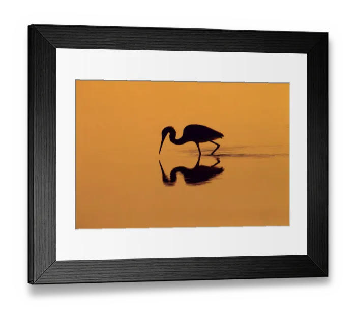 Framed Print : Little blue heron (Egretta caerulea) in lagoon at sunrise, Fort Myers Beach, Gulf Coast Framed Print : Little blue heron (Egretta caerulea) in lagoon at sunrise, Fort Myers Beach, Gulf Coast