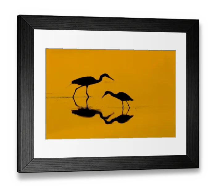 Framed Print : RF- Little blue heron (Egretta caerulea) and Great egret (Ardea alba) in lagoon at sunrise Framed Print : RF- Little blue heron (Egretta caerulea) and Great egret (Ardea alba) in lagoon at sunrise