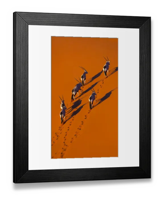 Framed Print : Gemsbok (Oryx gazella) aerial view of herd on sand, Namib Desert, Namibia Framed Print : Gemsbok (Oryx gazella) aerial view of herd on sand, Namib Desert, Namibia