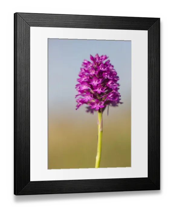 Framed Print : Pyramidal Orchid (Anacamptis pyramidalis) Peak District National Park, Derbyshire, UK Framed Print : Pyramidal Orchid (Anacamptis pyramidalis) Peak District National Park, Derbyshire, UK