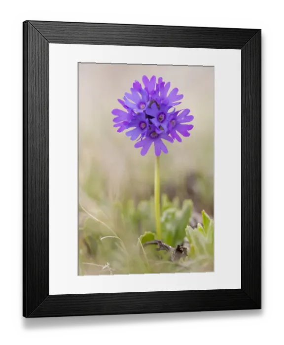 Framed Print : Sticky primrose (Primula glutinosa) Nordtirol, Austrian Alps. June Framed Print : Sticky primrose (Primula glutinosa) Nordtirol, Austrian Alps. June