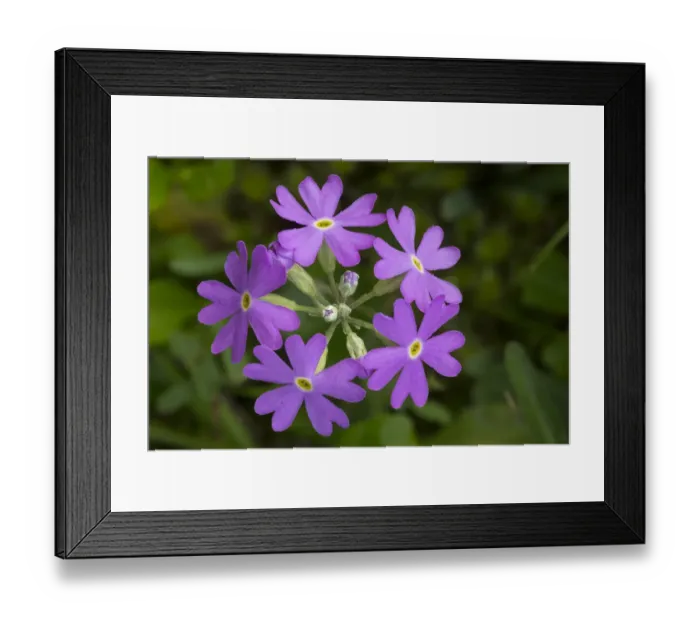 Framed Print : Birds Eye primrose (Primula laurentiana) Nordtirol, Austrian Alps. June Framed Print : Birds Eye primrose (Primula laurentiana) Nordtirol, Austrian Alps. June