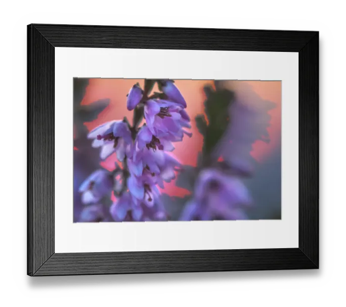 Framed Print : Ling Heather (Calluna vulgaris) with sun setting behind, Peak District National Park Framed Print : Ling Heather (Calluna vulgaris) with sun setting behind, Peak District National Park