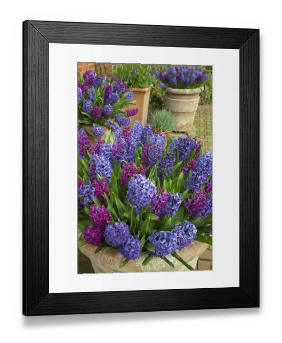 Framed Print : Hyacinths in flower, Norfolk, UK, March Framed Print : Hyacinths in flower, Norfolk, UK, March