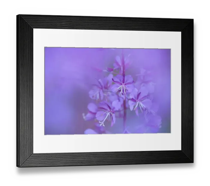 Framed Print : Fireweed / Rosebay willowherb (Chamerion angustifolium), Klein Schietveld, Brasschaat Framed Print : Fireweed / Rosebay willowherb (Chamerion angustifolium), Klein Schietveld, Brasschaat