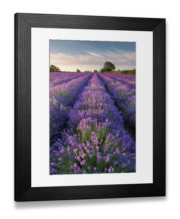 Framed Print : Lavender (Lavandula) field at Somerset Lavender, near Frome, Somerset, UK. July 2014 Framed Print : Lavender (Lavandula) field at Somerset Lavender, near Frome, Somerset, UK. July 2014