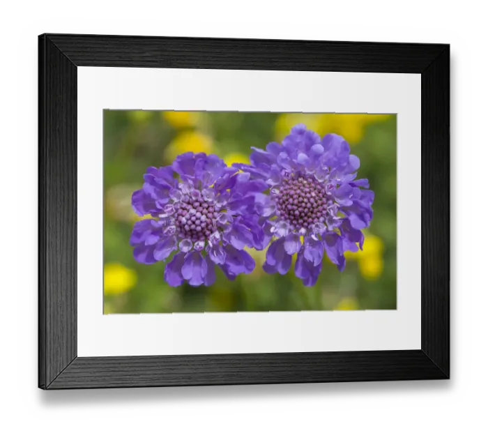 Framed Print : Small scabious (Scabiosa columbaria) Nordtirol, Austrian Alps, June Framed Print : Small scabious (Scabiosa columbaria) Nordtirol, Austrian Alps, June