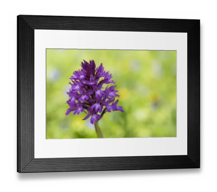 Framed Print : Pyramidal orchid (Anacamptis pyramidalis) in flower, Vieste, Gargano NP, Gargano Peninsula Framed Print : Pyramidal orchid (Anacamptis pyramidalis) in flower, Vieste, Gargano NP, Gargano Peninsula