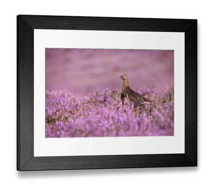 Framed Print : Red grouse {Lagopus lagopus scoticus} on heather moorland, Derwent Edge, Peak District Framed Print : Red grouse {Lagopus lagopus scoticus} on heather moorland, Derwent Edge, Peak District