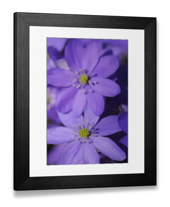 Framed Print : Hepatica / Blue anemone (Hepatica nobilis) flowers, Sabysjon, Uppland, Sweden, April 2009 Framed Print : Hepatica / Blue anemone (Hepatica nobilis) flowers, Sabysjon, Uppland, Sweden, April 2009