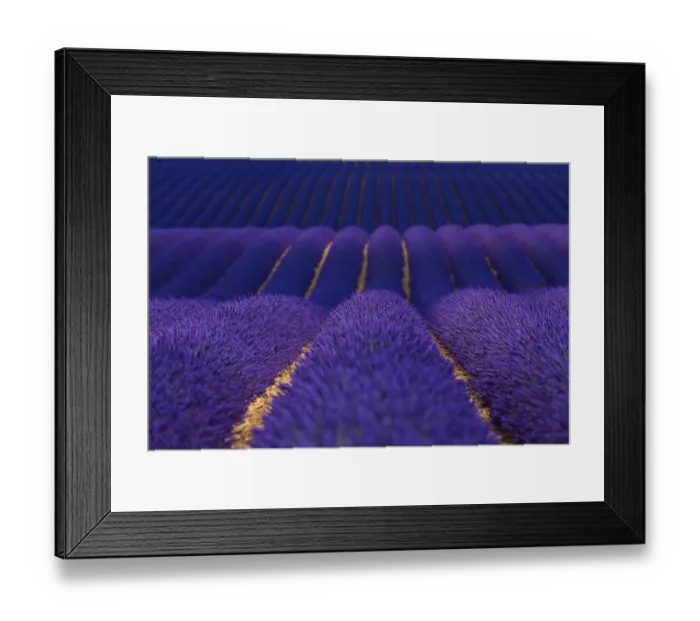 Framed Print : Lavender (Lavandula angustifolia) fields, Valensole Plateau, Alpes Haute Provence Framed Print : Lavender (Lavandula angustifolia) fields, Valensole Plateau, Alpes Haute Provence