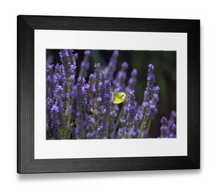 Framed Print : Large white butterfly (Pieris brassicae) feeding on lavender flowers in garden, England Framed Print : Large white butterfly (Pieris brassicae) feeding on lavender flowers in garden, England