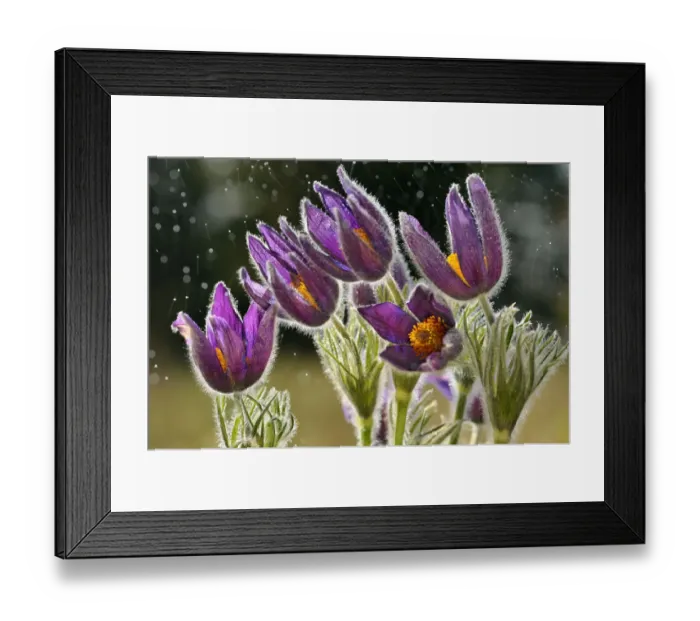 Framed Print : Pasque flowers (Pulsatilla vulgaris) in rain, Lorraine, France, April Framed Print : Pasque flowers (Pulsatilla vulgaris) in rain, Lorraine, France, April