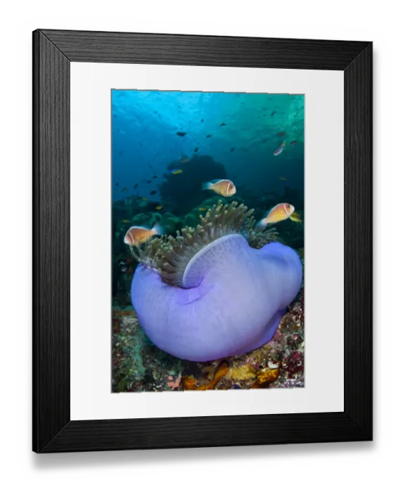 Framed Print : Pink anemonefish (Amphiprion perideraion) in a purple Magnificent sea anemone (Heteractis Framed Print : Pink anemonefish (Amphiprion perideraion) in a purple Magnificent sea anemone (Heteractis