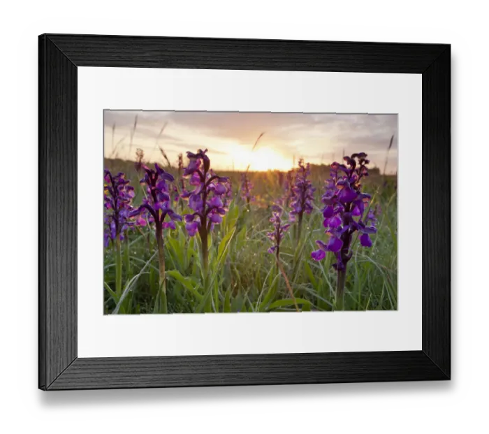Framed Print : Green-winged orchids (Anacamptis morio) at sunrise, Ashton Court Park, Bristol, UK, May Framed Print : Green-winged orchids (Anacamptis morio) at sunrise, Ashton Court Park, Bristol, UK, May