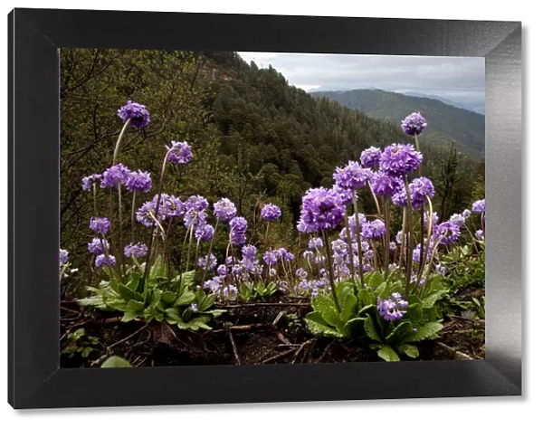 Drumstick primrose (Primula denticulata) flowering - high elevation flowers of the Himalaya