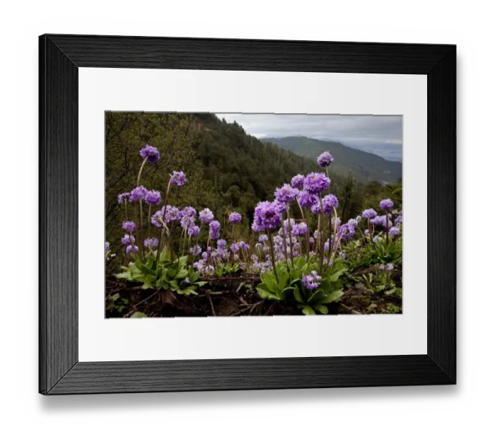 Framed Print : Drumstick primrose (Primula denticulata) flowering - high elevation flowers of the Himalaya Framed Print : Drumstick primrose (Primula denticulata) flowering - high elevation flowers of the Himalaya