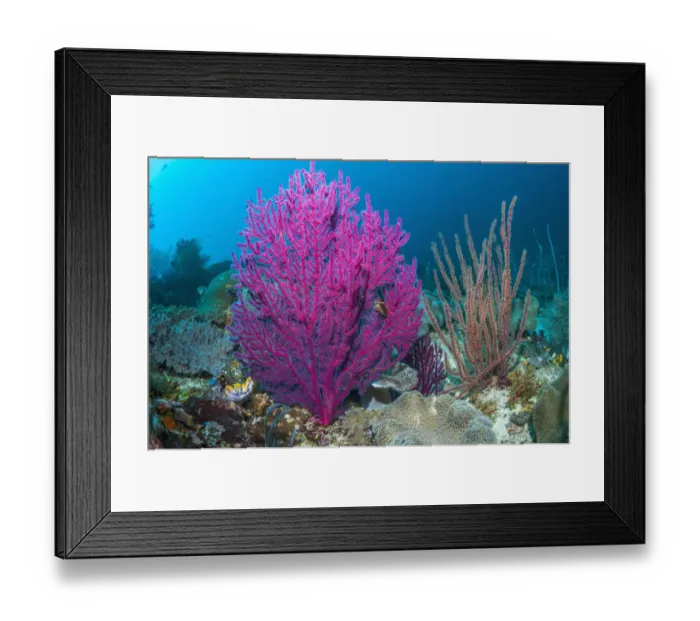 Framed Print : Gorgonian sea fans (Acalycigorgia sp) on coral reef at Raja Ampat, West Papua, Indonesia Framed Print : Gorgonian sea fans (Acalycigorgia sp) on coral reef at Raja Ampat, West Papua, Indonesia