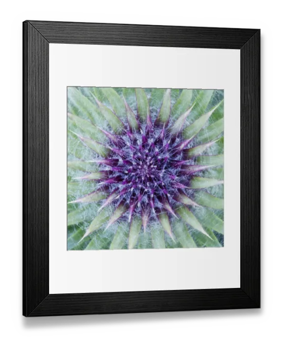 Framed Print : Woolly / Spear thistle (Cirsium vulgare) close-up of flower showing unopened flowerhead Framed Print : Woolly / Spear thistle (Cirsium vulgare) close-up of flower showing unopened flowerhead