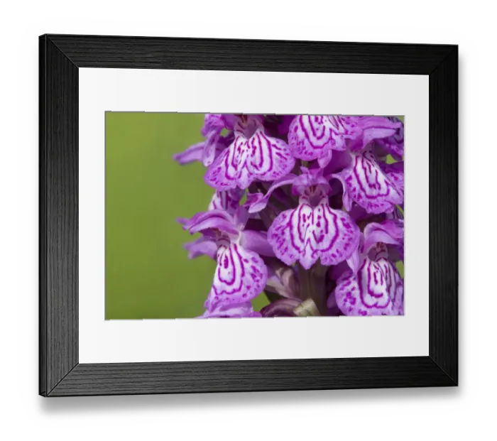 Framed Print : Broad-leaved / Irish marsh orchid (Dactylorhiza majalis) flowers, Nordtirol, Austrian Alps Framed Print : Broad-leaved / Irish marsh orchid (Dactylorhiza majalis) flowers, Nordtirol, Austrian Alps