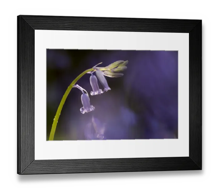 Framed Print : RF - Bluebell (Hyacinthoides non-scripta) close-up. Lanhydrock woodland, Cornwall, UK Framed Print : RF - Bluebell (Hyacinthoides non-scripta) close-up. Lanhydrock woodland, Cornwall, UK