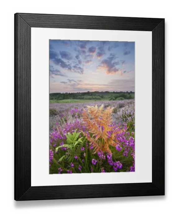 Framed Print : Bell heather (Erica cinerea) flowering on Rockford Common, New Forest National Park Framed Print : Bell heather (Erica cinerea) flowering on Rockford Common, New Forest National Park