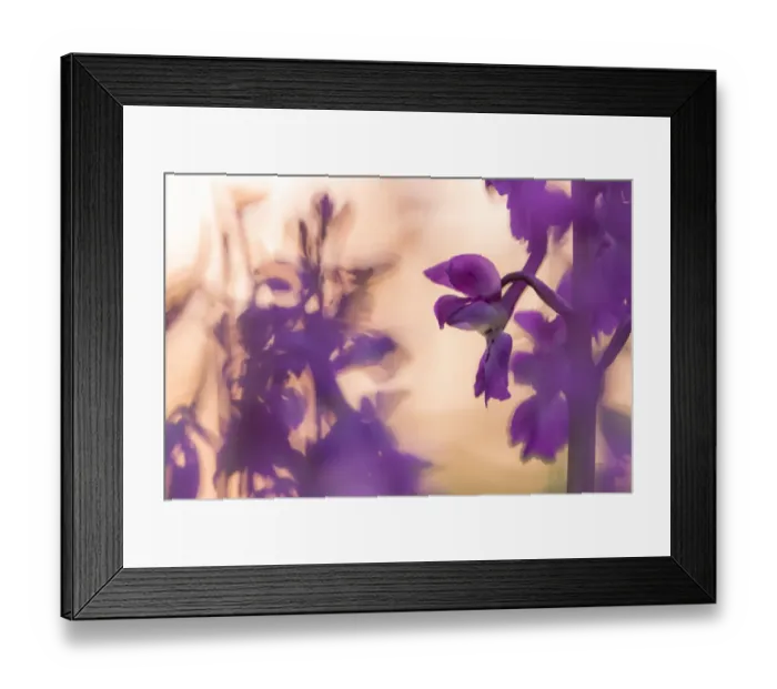 Framed Print : RF - Early Purple Orchid (Orchis mascula) in flower, Broxwater, Cornwall, UK. May 2016 Framed Print : RF - Early Purple Orchid (Orchis mascula) in flower, Broxwater, Cornwall, UK. May 2016