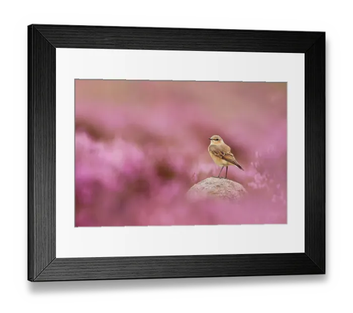 Framed Print : Wheatear, (Oenanthe oenanthe) perched on gritstone rock amongst flowering heather (Ericaceae sp), Peak District NP, August 2011. 2020VISION Book Plate Framed Print : Wheatear, (Oenanthe oenanthe) perched on gritstone rock amongst flowering heather (Ericaceae sp), Peak District NP, August 2011. 2020VISION Book Plate