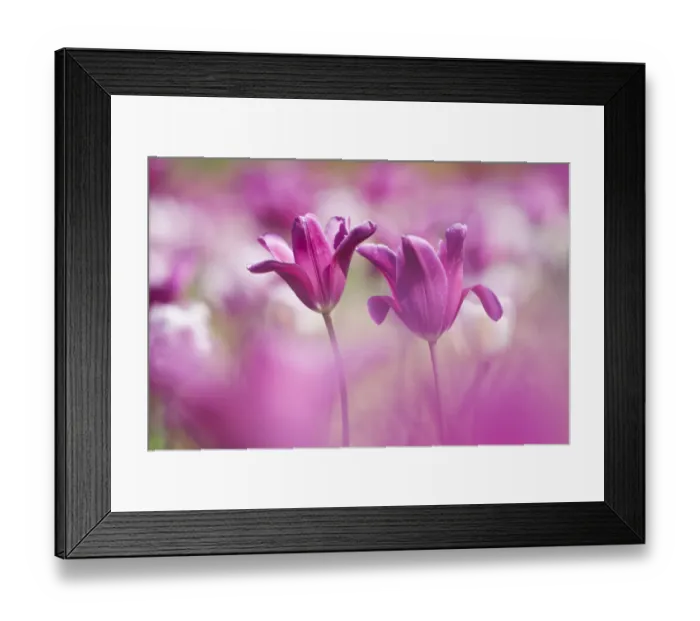 Framed Print : Tulip (Tulipa) cultivated, Schwerin, Germany Framed Print : Tulip (Tulipa) cultivated, Schwerin, Germany
