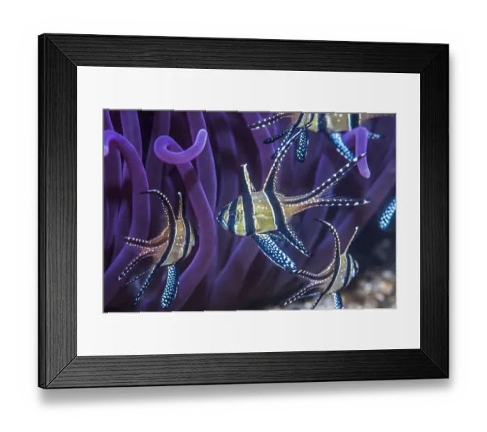Framed Print : RF - Banggai cardinalfish (Pterapogon kauderni) Framed Print : RF - Banggai cardinalfish (Pterapogon kauderni)