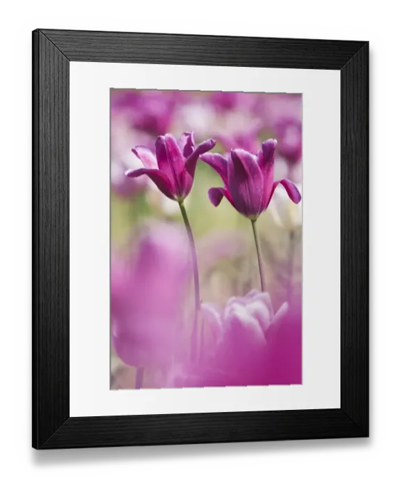 Framed Print : Tulip (Tulipa) cultivated, Schwerin, Germany Framed Print : Tulip (Tulipa) cultivated, Schwerin, Germany