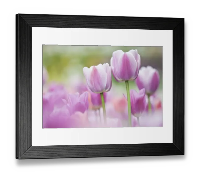Framed Print : Tulips (Tulipa) cultivated, Schwerin, Germany Framed Print : Tulips (Tulipa) cultivated, Schwerin, Germany