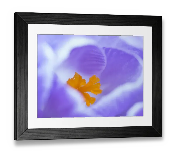 Framed Print : Crocus flower (Crocus sp) stigma - close up Framed Print : Crocus flower (Crocus sp) stigma - close up