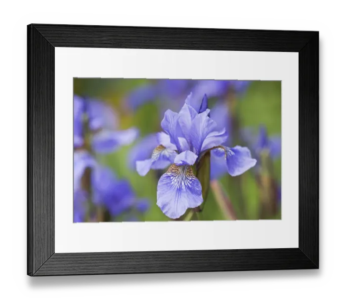 Framed Print : Siberian iris (Iris sibirica), Lower Saxony, Germany Framed Print : Siberian iris (Iris sibirica), Lower Saxony, Germany