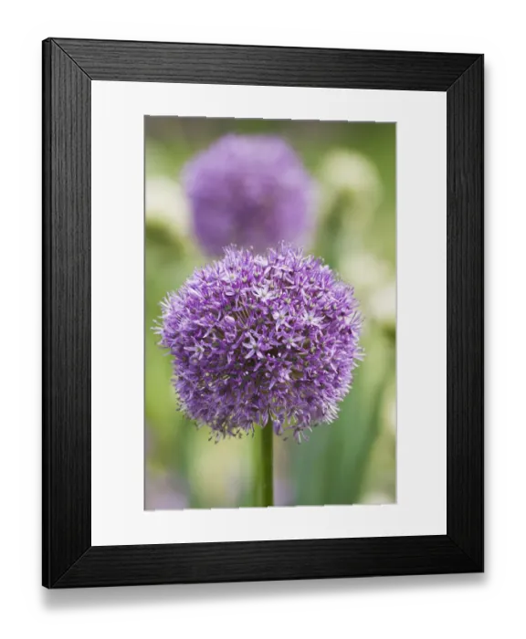 Framed Print : Giant onion in flower (Allium giganteum), cultivated in Botanical Garden Brunswick Framed Print : Giant onion in flower (Allium giganteum), cultivated in Botanical Garden Brunswick