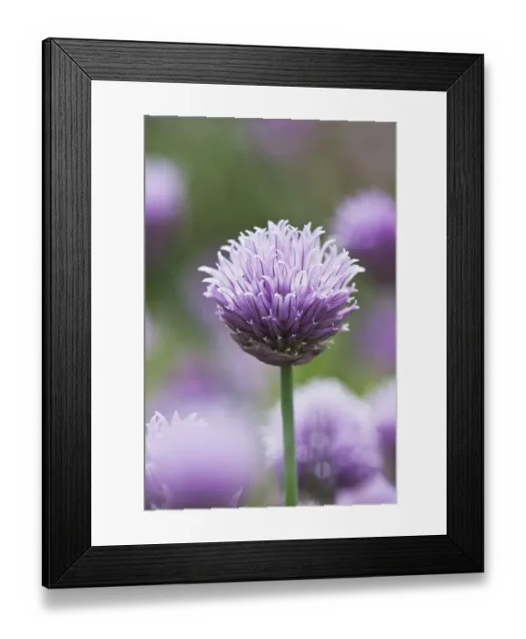 Framed Print : Chives in flower (Allium schoenoprasum) Lower Saxony, Germany Framed Print : Chives in flower (Allium schoenoprasum) Lower Saxony, Germany