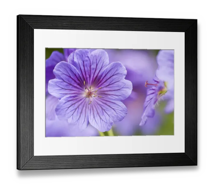 Framed Print : Meadow Cranesbill (Geranium sanguineum) in flower. Germany, May Framed Print : Meadow Cranesbill (Geranium sanguineum) in flower. Germany, May