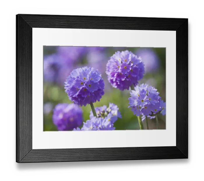 Framed Print : Drumstick primrose (Primula deticulata) cultivated, Germany Framed Print : Drumstick primrose (Primula deticulata) cultivated, Germany
